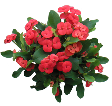 راهنمای نگهداری و پرورش گل و گیاهان زینتی - مرجان مینیاتوری